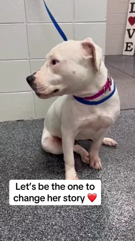 She was left alone in an empty house hungry, abandoned and forgotten. Today, she finally has a second chance at life, filled with care, love, and hope for a brighter tomorrow.🌟🐶♥️#adoptdontshop🐾 #rescuedog #foreverlove #uktiktok🇬🇧uk #rescuestory 