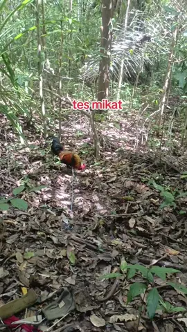 coba coba #jerat #ayamhutan #ayam #pikat 