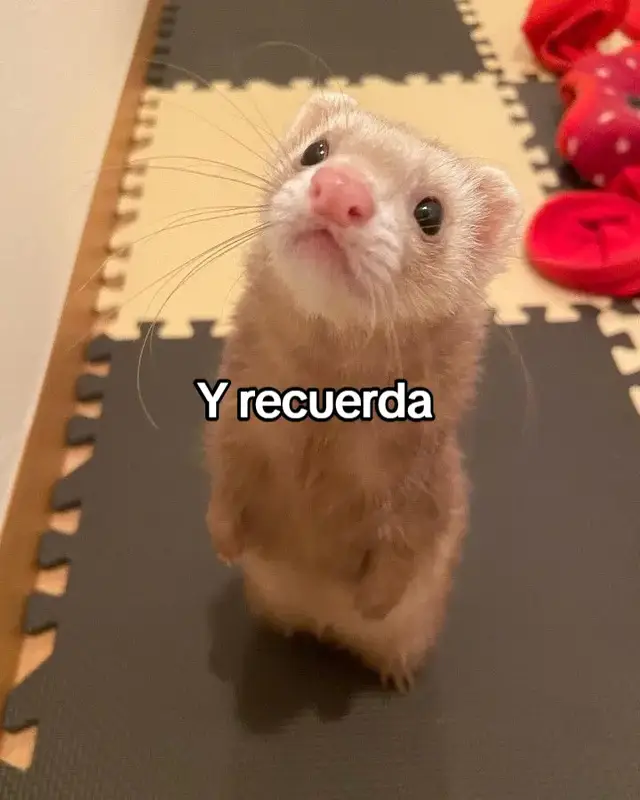 Jsjs 