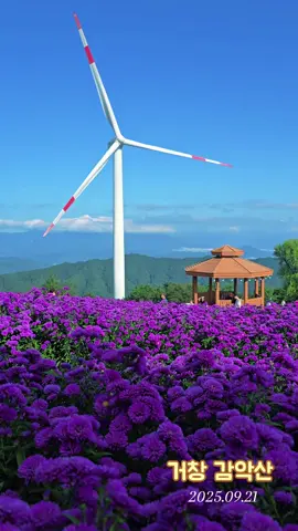 거창 감악산 축제는 2025년 9월 19일부터 10월 12일까지 거창군 신원면 감악산 정상 및 별바람언덕 일원에서 열리는 '감악산 꽃별여행 축제'를 말하며, 끝없이 펼쳐진 보랏빛 아스타국화 군락지가 장관을 이루는 축제입니다 #가을 #국내여행 #koreaodika #cuocsonghanquoc #fyp 