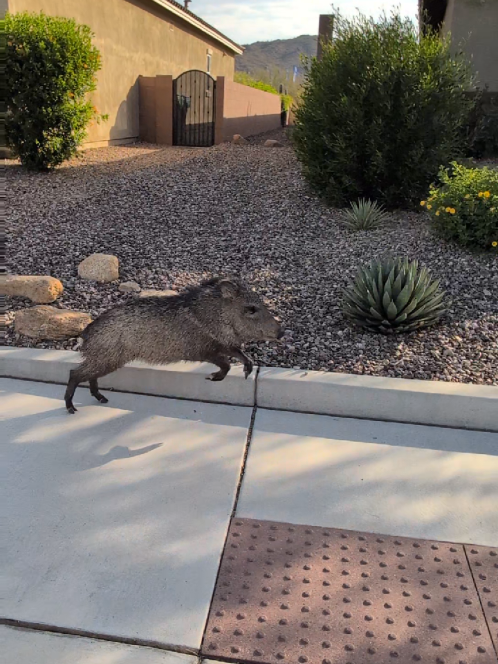 javelina causally strolling through residential neighborhood #javelina #marana #maranaaz #dovemountain 