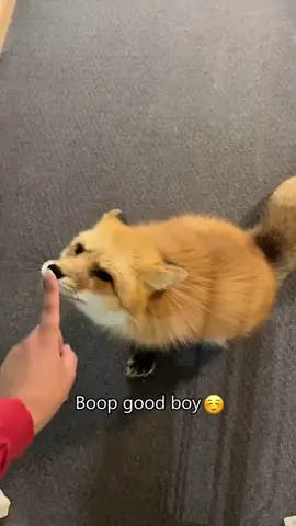 Cute fox 🦊 #fox #fox #funnyvideos #funny #cutefox 