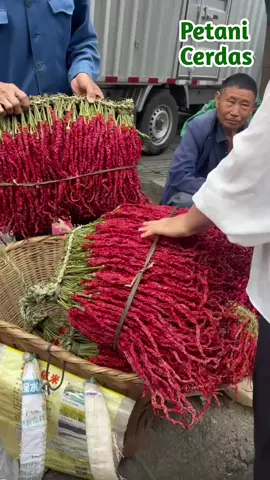 Cabe Unik #petanicabe #cabeunik #cabe #viral 