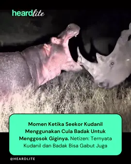 Seekor kuda nil tiba-tiba menggunakan cula badak layaknya tusuk gigi raksasa. Tentu saja badak merasa tersinggung dan langsung mengejarnya. Peristiwa unik ini memperlihatkan betapa menarik sekaligus kocaknya interaksi hewan liar di alam. #fyp #badak #kudanil 