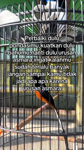 #fypシ゚ #donatsajaa_ #muraibatu #muraibatumania #muraibatugacor 