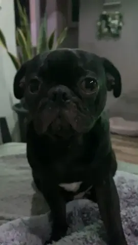 #pug ❤️#viraltiktok #amorporlosanimales #amor #belleza ❤️🐶 ¿ amas los perros tanto como yo? 