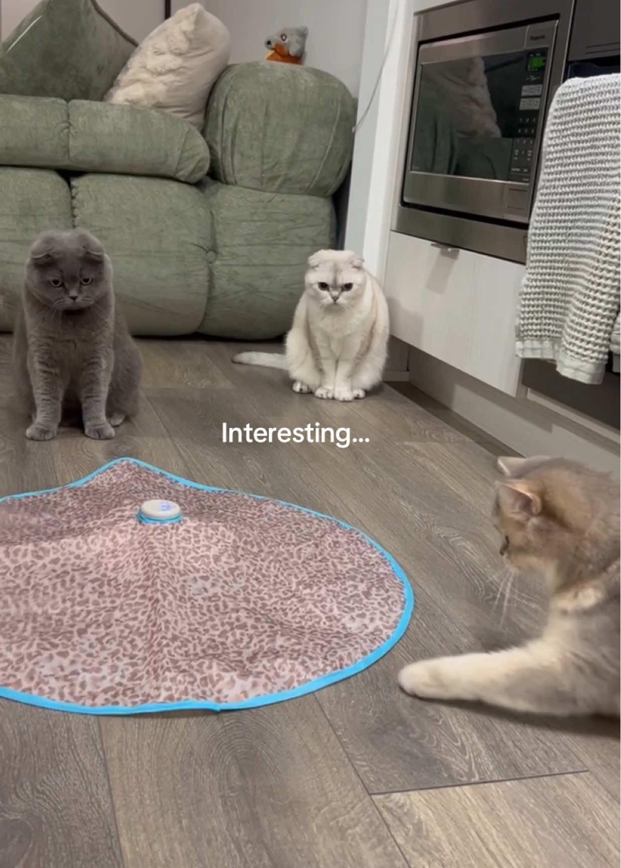 New toy alert 🚨 #catslovers #cattok #britishshorthair #scottishfold #catcomedy 