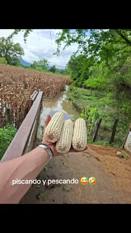 BENDECIDAS COSECHAS #agricultura🚜🌱 #agronomia🌱  #CHIAPAS #cosecha #MAIZ 