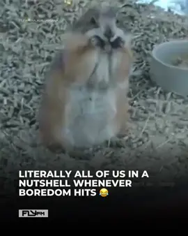 Boredom got us doing the most random things 😅 #funny #funnyanimals 