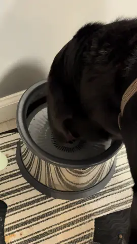 He has decided he’s not going to drink out of his normal bowl in his room and started only drinking out of this bowl in the kitchen. Thankfully Upsky was glad to send him another one for his room!