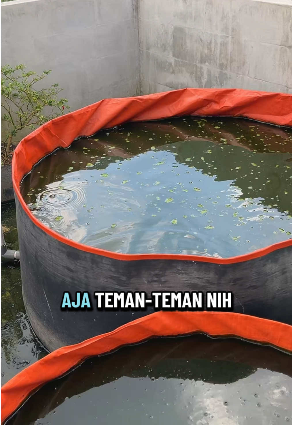 Kolam Tanpa Rangka terpal A20 #kolamterpal 