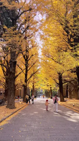 Mùa thu này lại có hẹn với Đại Học Tokyo rồi #xuhuong #trend #lavangtokyo #zun☘️ #chiil 