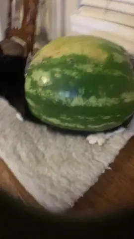 26 Melon style. #thisdingus #cat
