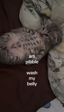 wash mah belleh 😤 #fyp #foryou #cat #pibble