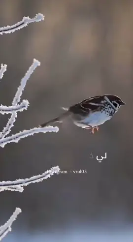 #عميد_المنبر_احمد_الوائلي #اكسبلورexplore #fpy #مواعظ_الوائلي #الوائلي_روح_المنبر_الحسيني #الوائلي_مواعض #اهل_البيت_عليهم_سلام 