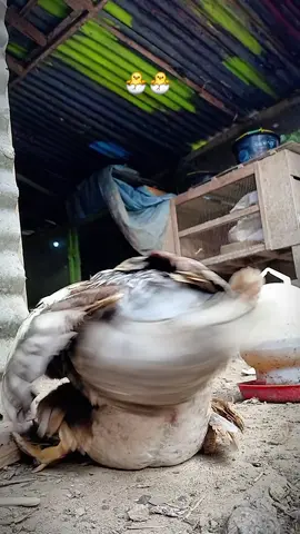 #duck #ducks #muscovy #muscovyduck #muscovyducks 