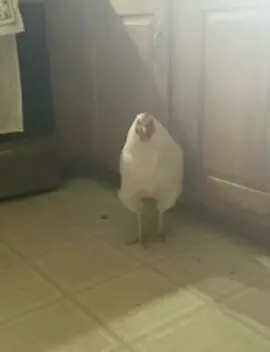 #chicken #meme #chimken 