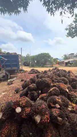 #sawit🌴🌴🌴 #petanimuda #sawitontiktok #fyppppppppppppppppppppppp 