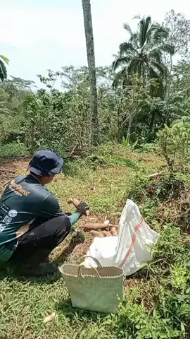 Telo..✅ identik dengan 