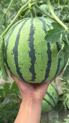 🧑🏻‍🌾🍉 Sweet and crispy watermelon, do you like it? #Love #watermelon #fruit 