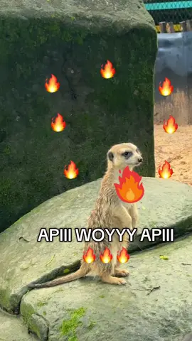 🔥🦉🔥❤️‍🔥apii woyyy #VinWonders #GreenCreator #dulich