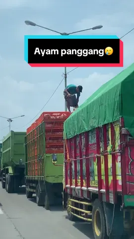Ayang panggang 🥲   Pitik e di gebyuri ben ora dadi ayam panggang  #fyp #fyppppppppppppppppppppppp #viral #sopirtruck #ayam 