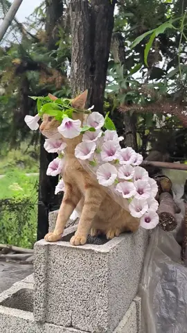 Cats and morning gliries #pet #cutecat #kucing #kitty 