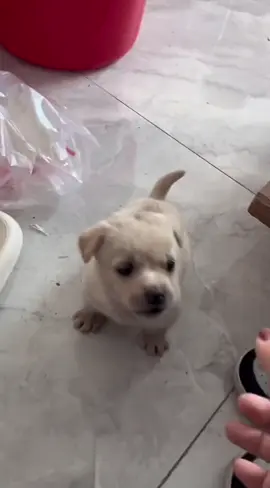 🐶🐶🐶#dogvideo #dogsofttiktok #xuhuong 