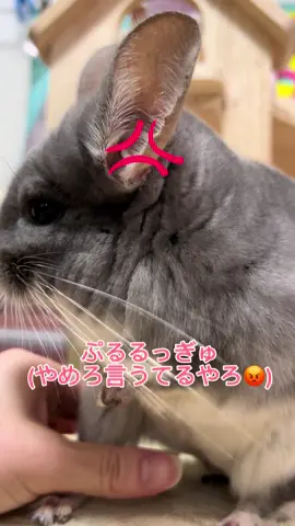 最近また鳴いてくれるようになったのが嬉しくて、しつこくしちゃう坊主に我慢の限界坊😡🐭 #ごめんて #ついつい遊んじゃう #チンチラの鳴き声 #チンチラの坊 #いっぽん指