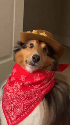 Benny on night shift tonight 🚔#dogsoftiktok #sheltiesoftiktok 