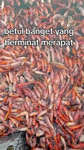ikan nila merah.