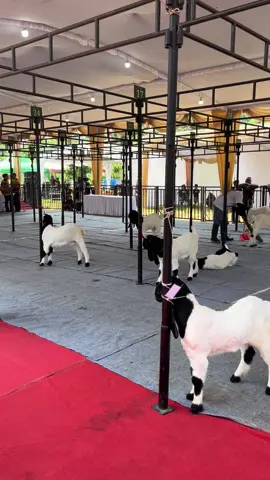 kontes kambing PE Magelang 2025 #peternakmuda #peternakkambing #etawaluarbiasa #kambingetawa #fypシ゚ 
