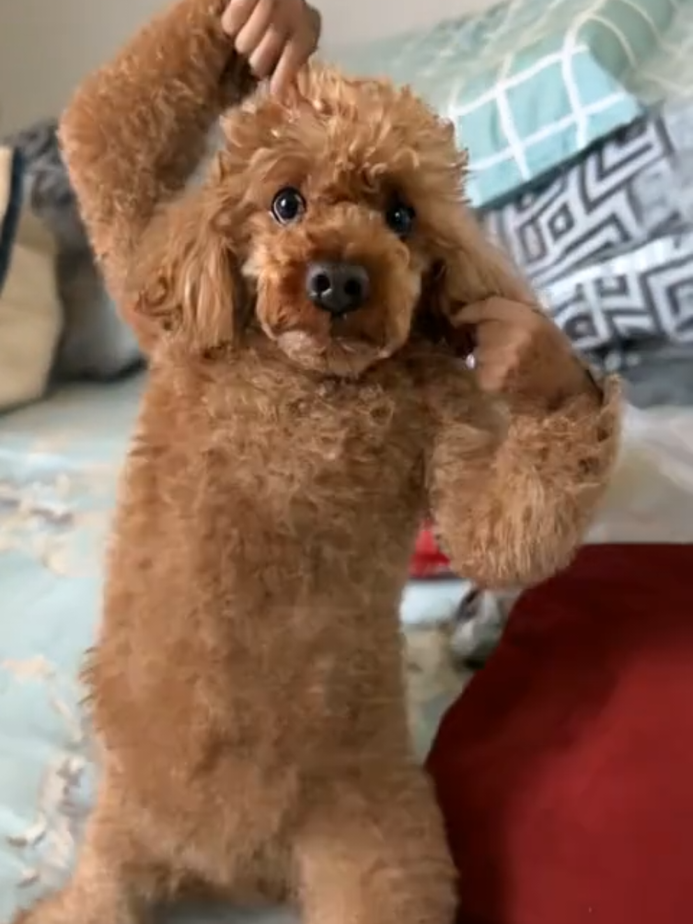 Kungfu dog #xuhuong #dog #kungfu #dogdance #funnyvideos 