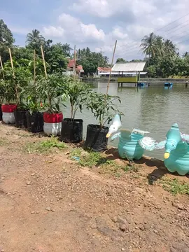 bisa pesen kirim pot tanaman bebek angsa2an #pottanamanbebek 