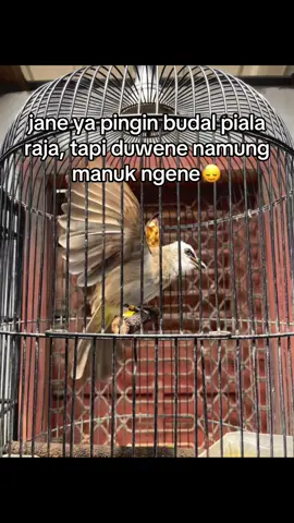 #pialarajajogja #pialaraja #ropelmania #kicaumania 
