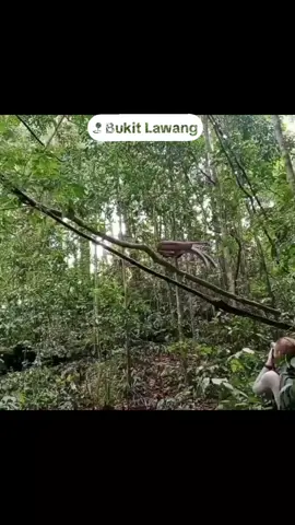 Burung kuau Raja #fyyppp #BurungKuauRaja #Bukitlawang#SumatraUtara