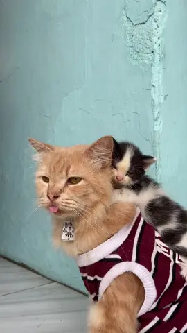 Dia yg gendong aku yang pegel #sahroni #sawadikap #kucinggendongkucing #fypp #jokowi 