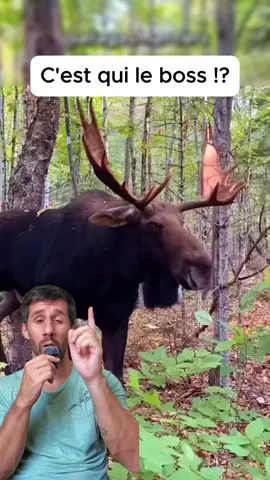 L’orignal c’est un autre délire 😱 #animaux #orignal #nature #sauvage 