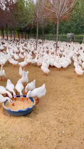 #LanguageLearning #chick3n #farmlife #birds 