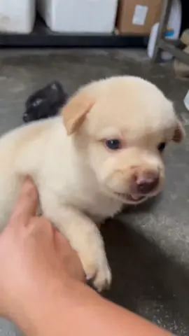 #dog #puppy #cute#pet #foryoupage 