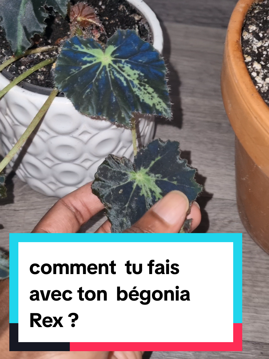 #foryoupage❤️❤️ #plantsoftiktok #begonia  #viralvideos #plants 