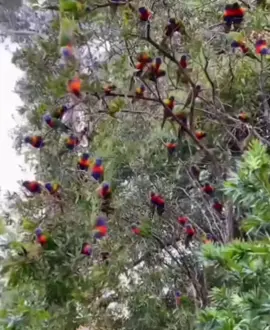 Saksikan simfoni warna di ranting Mimika! 🦜 Keajaiban alam Papua yang akan membuatmu terpukau. Siapa yang sudah pernah melihat langsung keindahan ini?   #SimfoniWarnaMimika #PesonaMimika #PapuaIndah #BurungIndonesia #KeajaibanAlam 