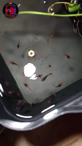 TKSB #fypシ #fishkeeping #foryoupage #guppybreeding #tksb 