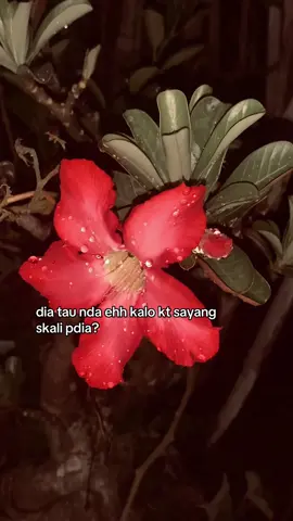 Ngna harus tau sih #manadostory #fypp #fypkwa #kotamobagu_story #manadofyp 