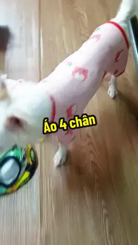 Jum 4 chân mát mẻ đây nè #muasamtructuyenasia #xuhuong #dog #thucung #aochomeo #aothucung #chomeo 