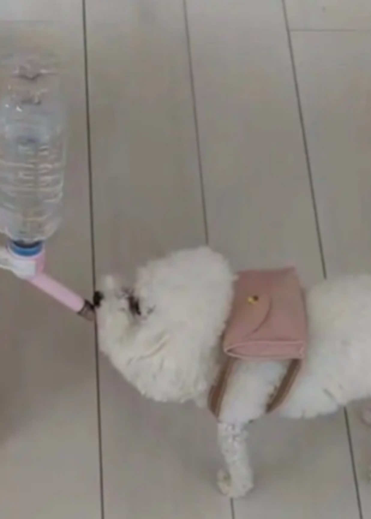 gulp #fyp #brainrot #pibble #water #hamster 