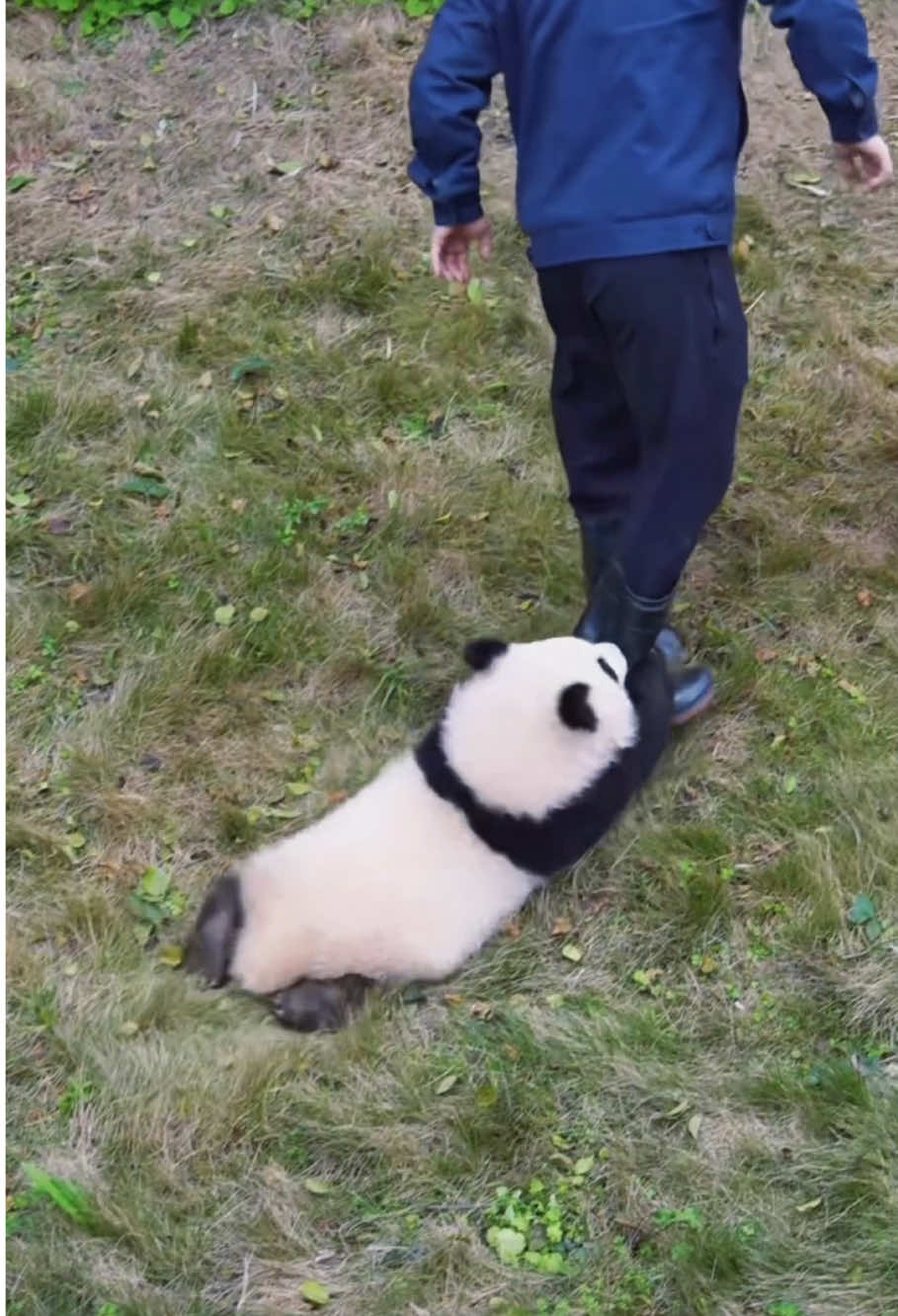 A little panda cuteness to light up your day 🐼🥰 #panda #pandasoftiktok #cuteanimals #fyp 