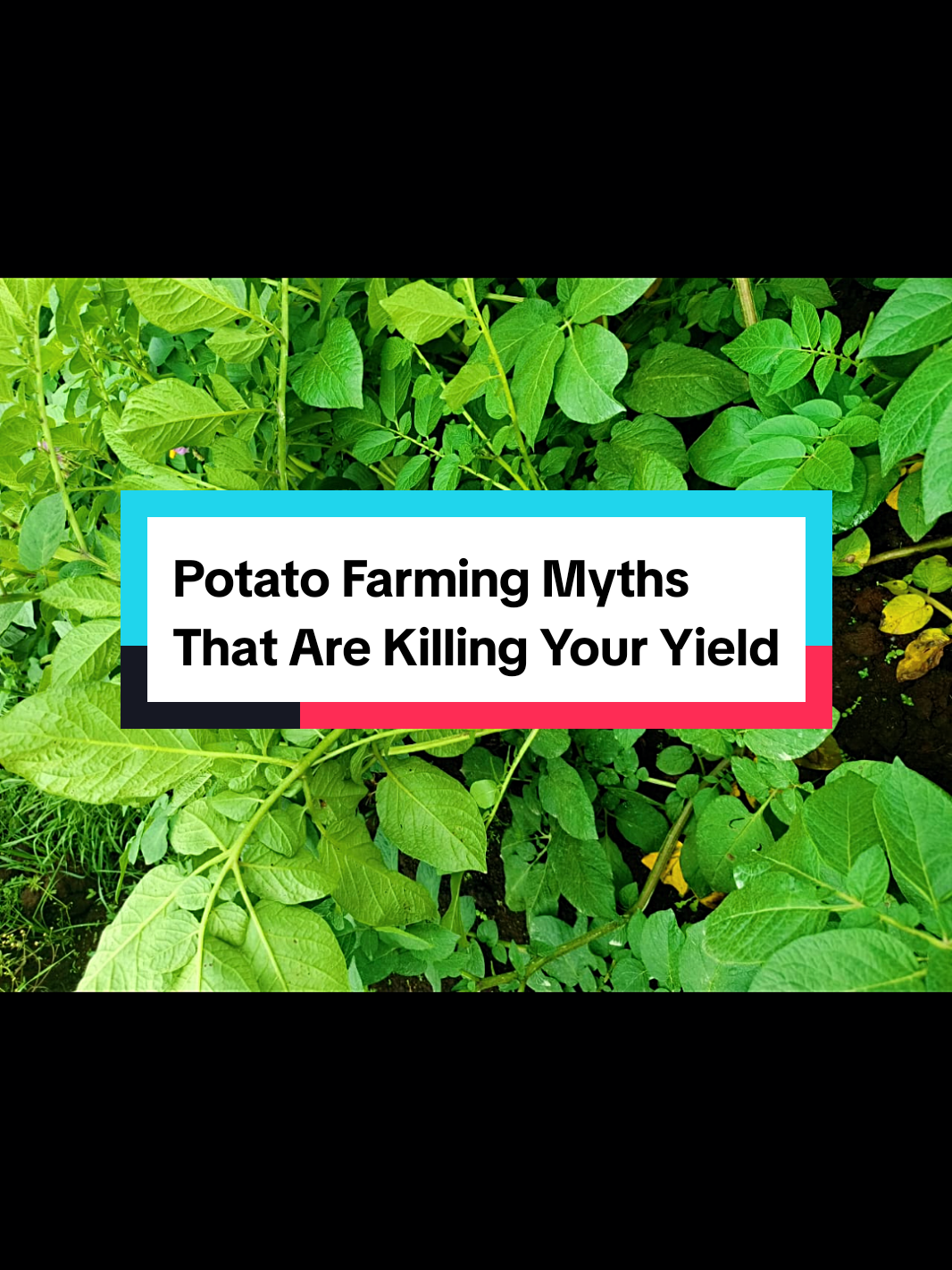 Replying to @kellymuyei 🚨 Farmer Myth Busted: Planting market potatoes as seeds is NOT saving you money — it’s costing you harvest! Certified potato seeds = stronger plants 🌱, higher yields 📈, and more profit 💰. Stop gambling with uncertified seeds. Grow smart, grow certified with FarmKen Limited. 📍 Mau Narok | ☎ 0757 167134 | 50kg bag @ Ksh 4,200. #potatofarmingkenya  #certifiedpotatoseeds  #farmsmart  #maunarokfarmers  #highyieldpotatoes 