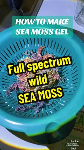 Ocean harvested full spectrum Sea Moss #seamoss #seamossgel #alkaline #drsebi #alkalinevegan 