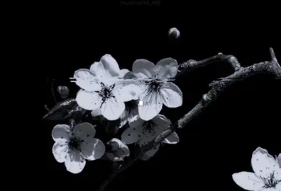 Still Loving You -  Scorpions #music #edit #songs #musicedit #musicedits #музыка #lyrics #текстпесни #stilllovingyou #scorpions #scorpionsstilllovingyou 